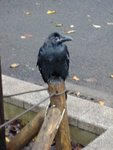 Corbeau, dans le parc de Ueno