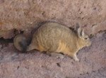 Viscacha